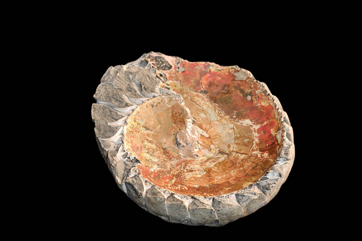 Iridescent Ammonite "in bed" | South Dakota, USA