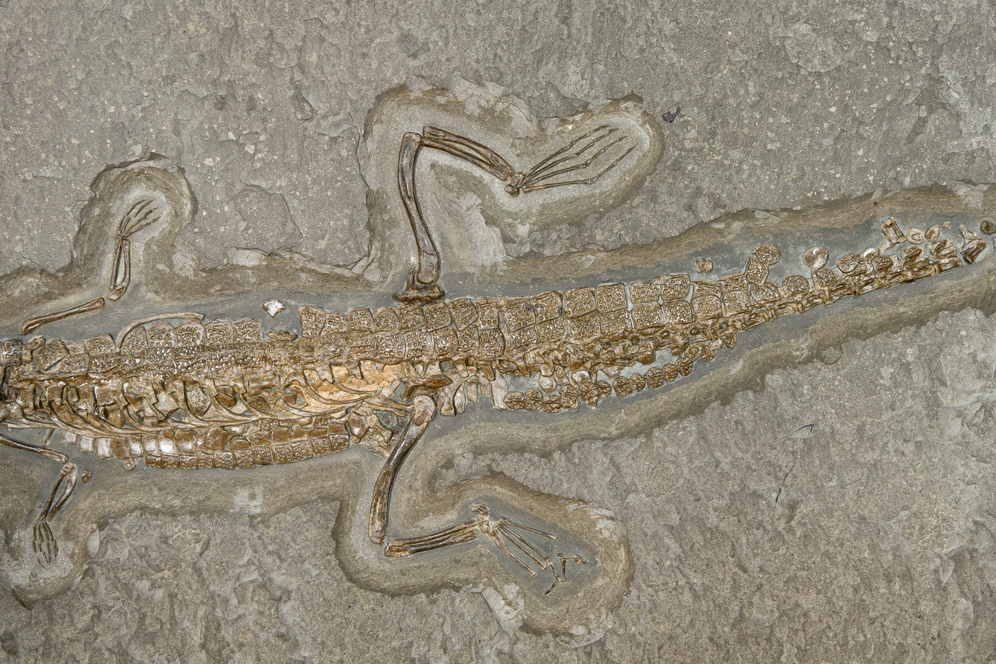 PREIS AUF ANFRAGE | Juveniler Steneosaurus | Holzmaden, Deutschland