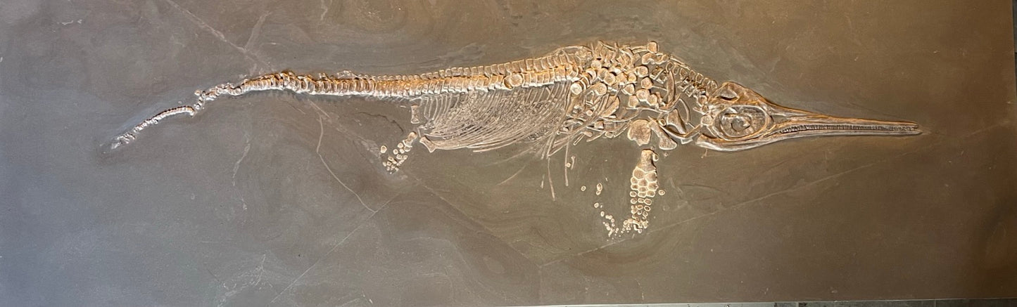 Juvenile ichthyosaur Stenopterygius sp. | Holzmaden, Germany