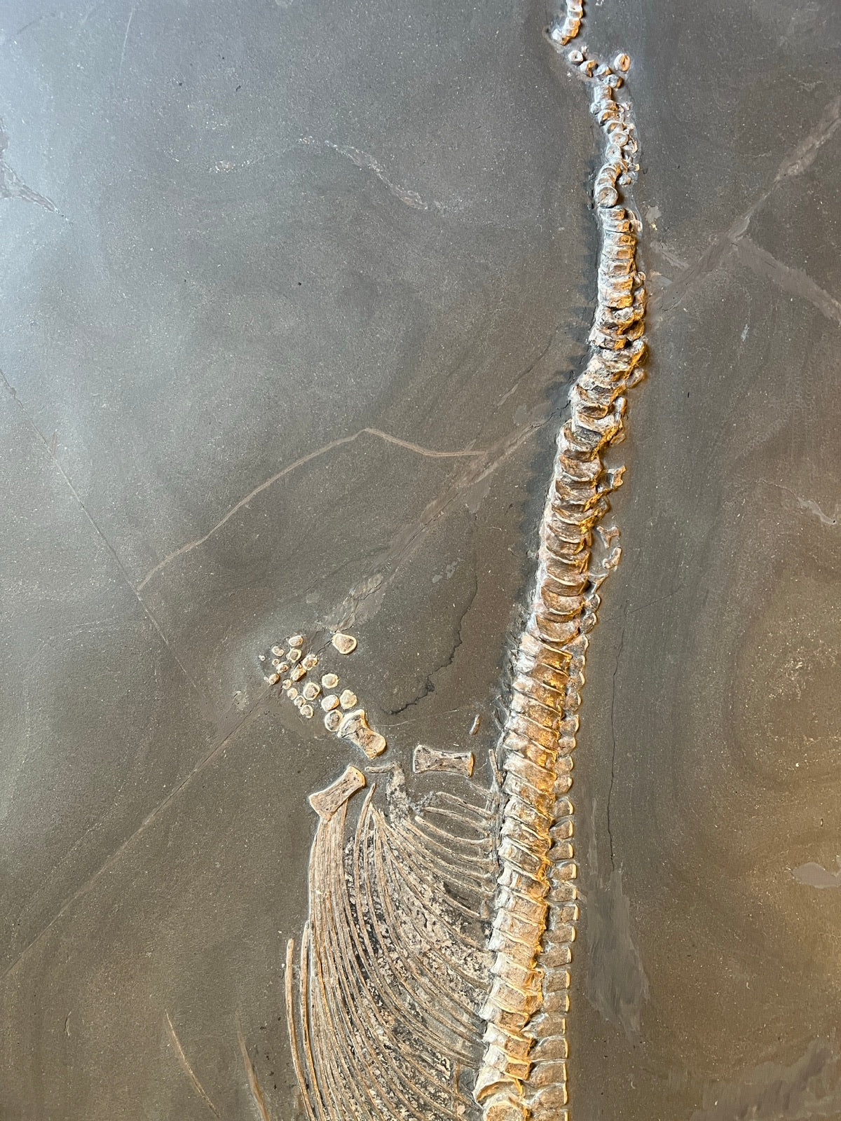 Juvenile ichthyosaur Stenopterygius sp. | Holzmaden, Germany