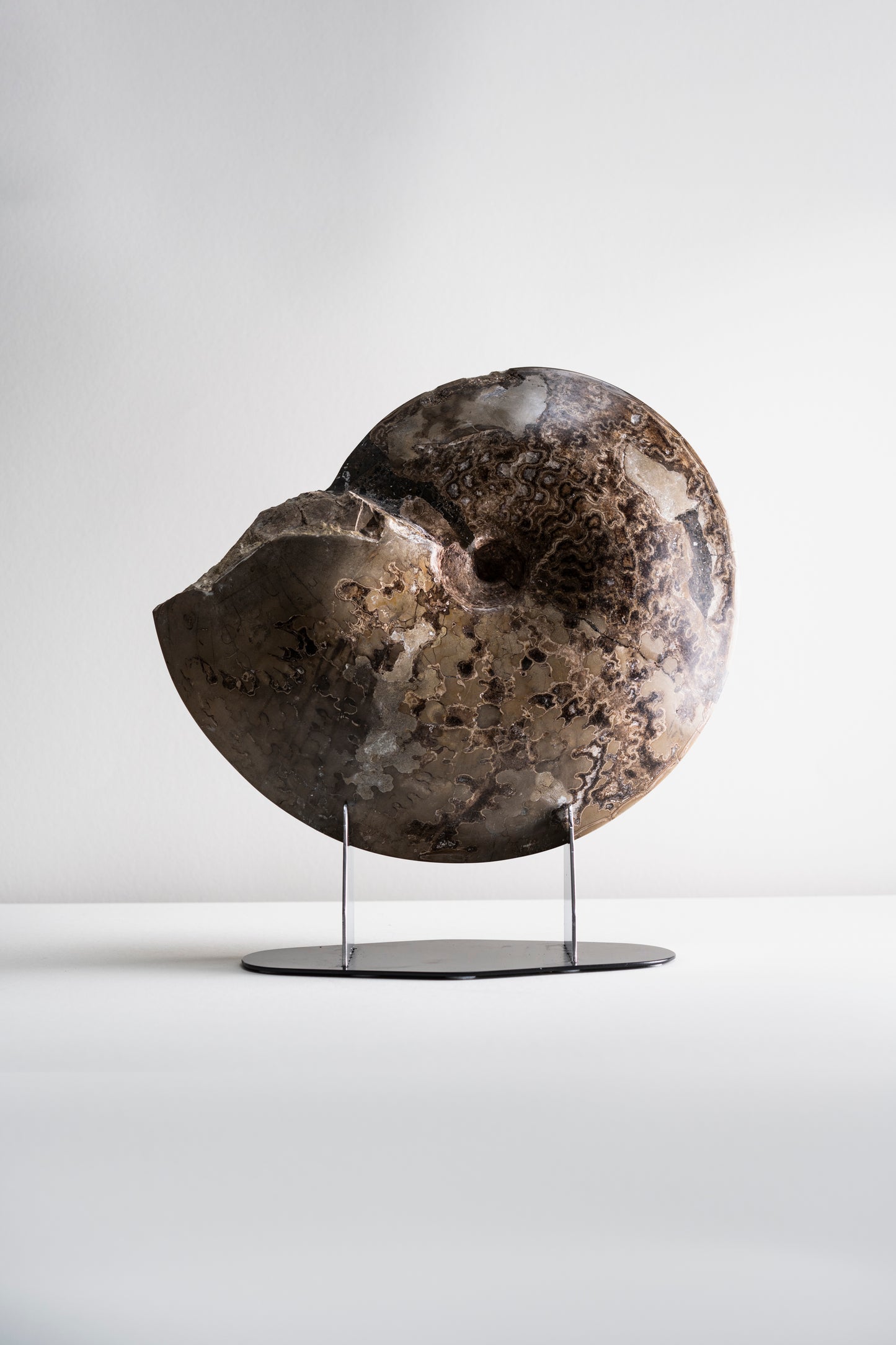 ammonite | Mexique