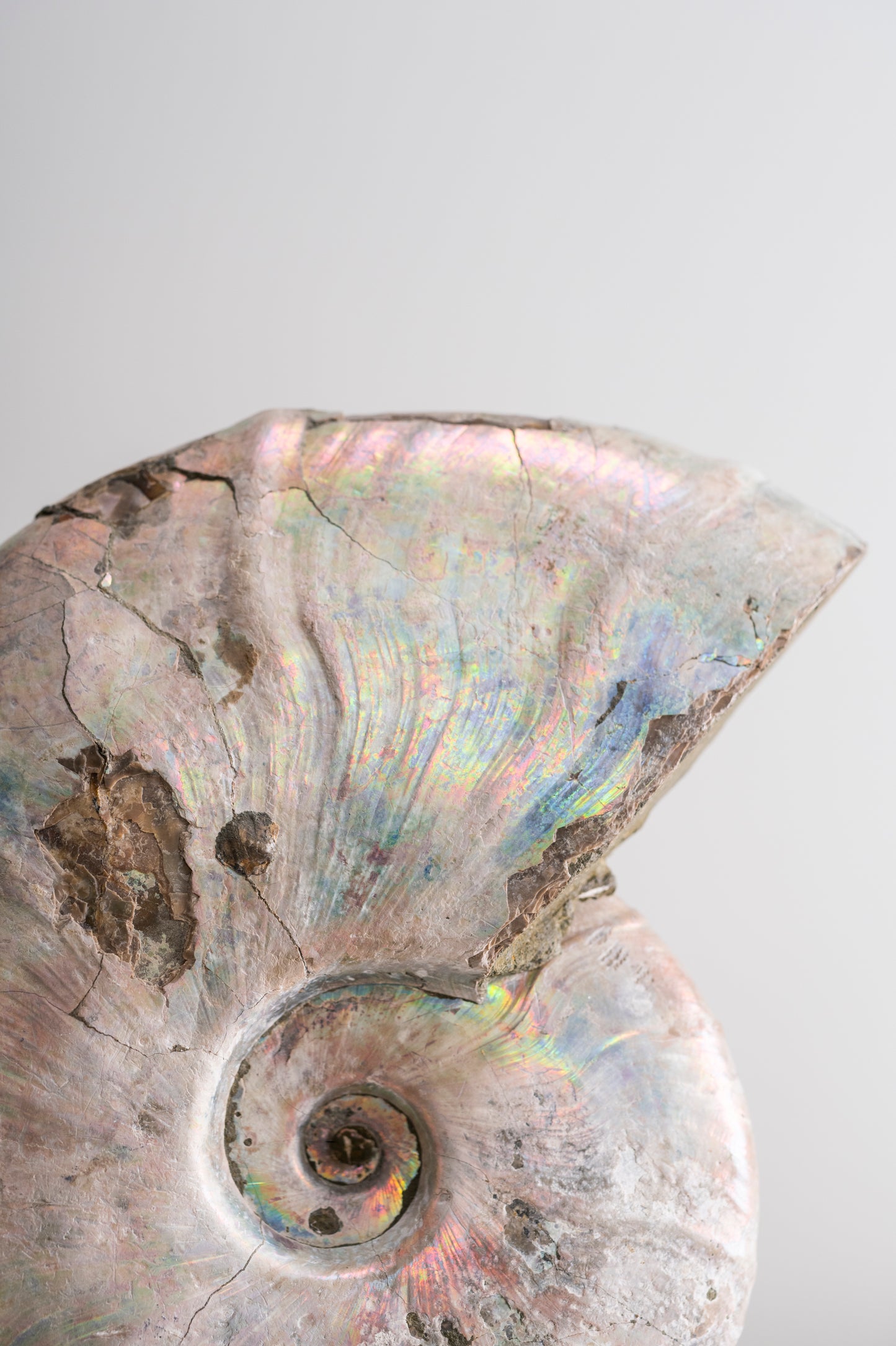Iridescent ammonite