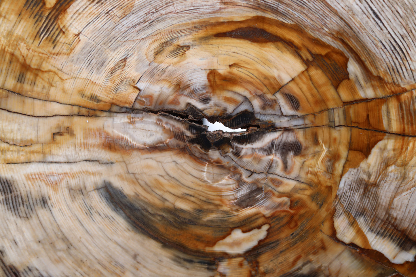 Scheibe aus versteinertem Holz | Oregon, USA