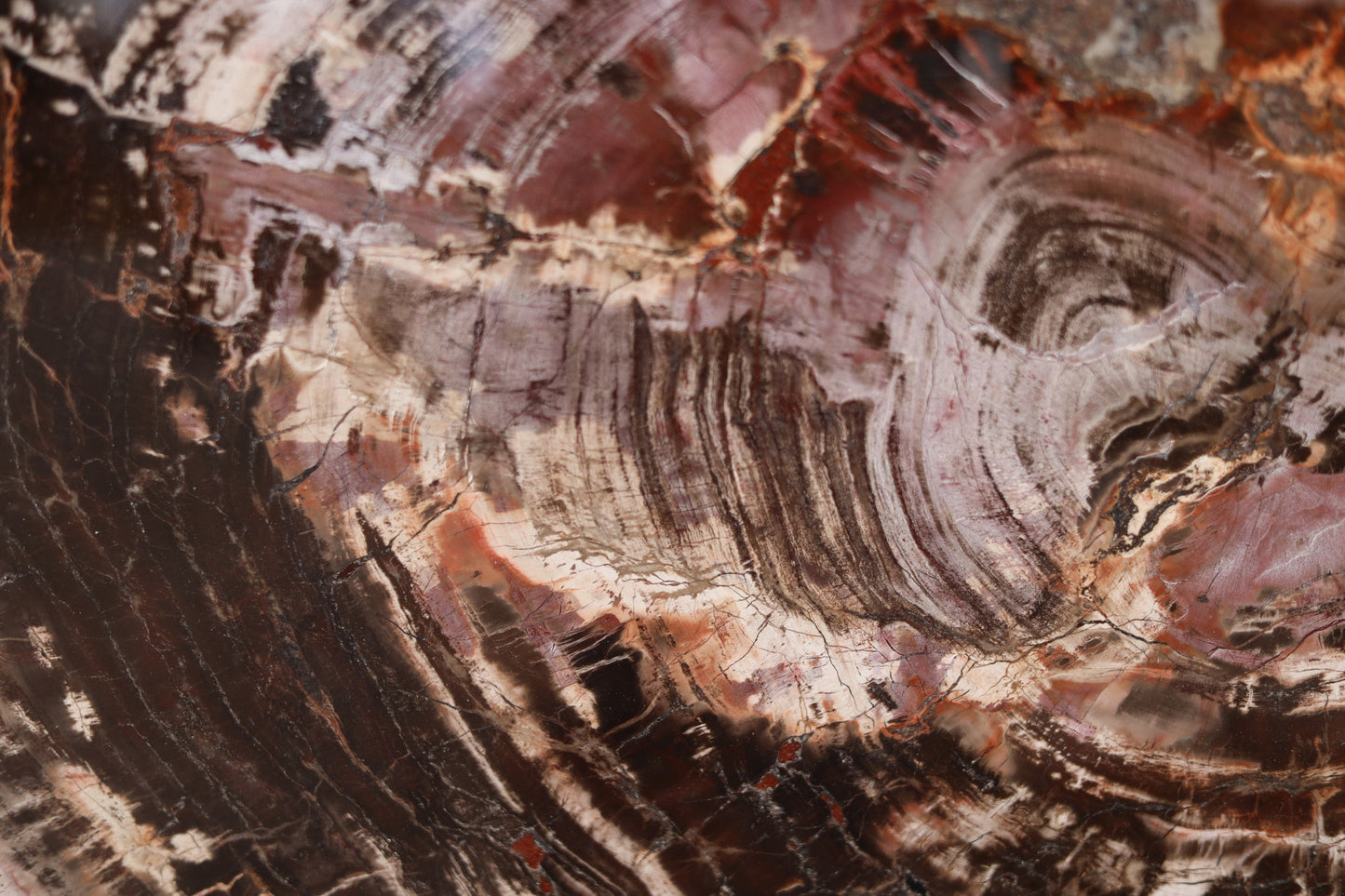 Petrified Wood Slice | Arizona, United States 