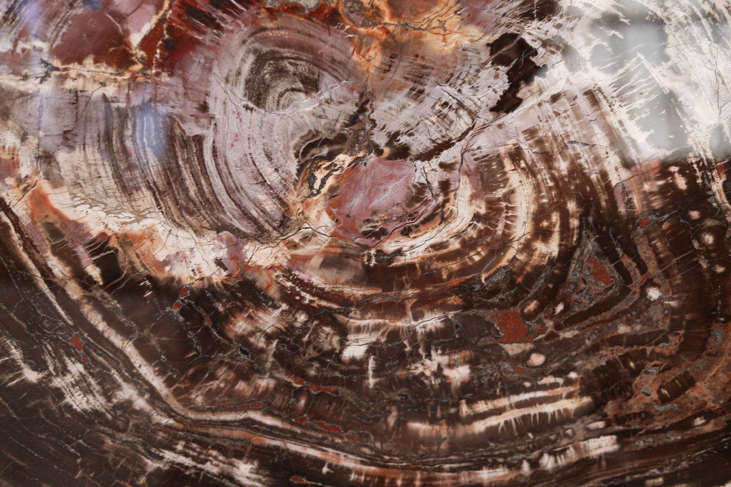 Petrified Wood Slice | Arizona, United States 