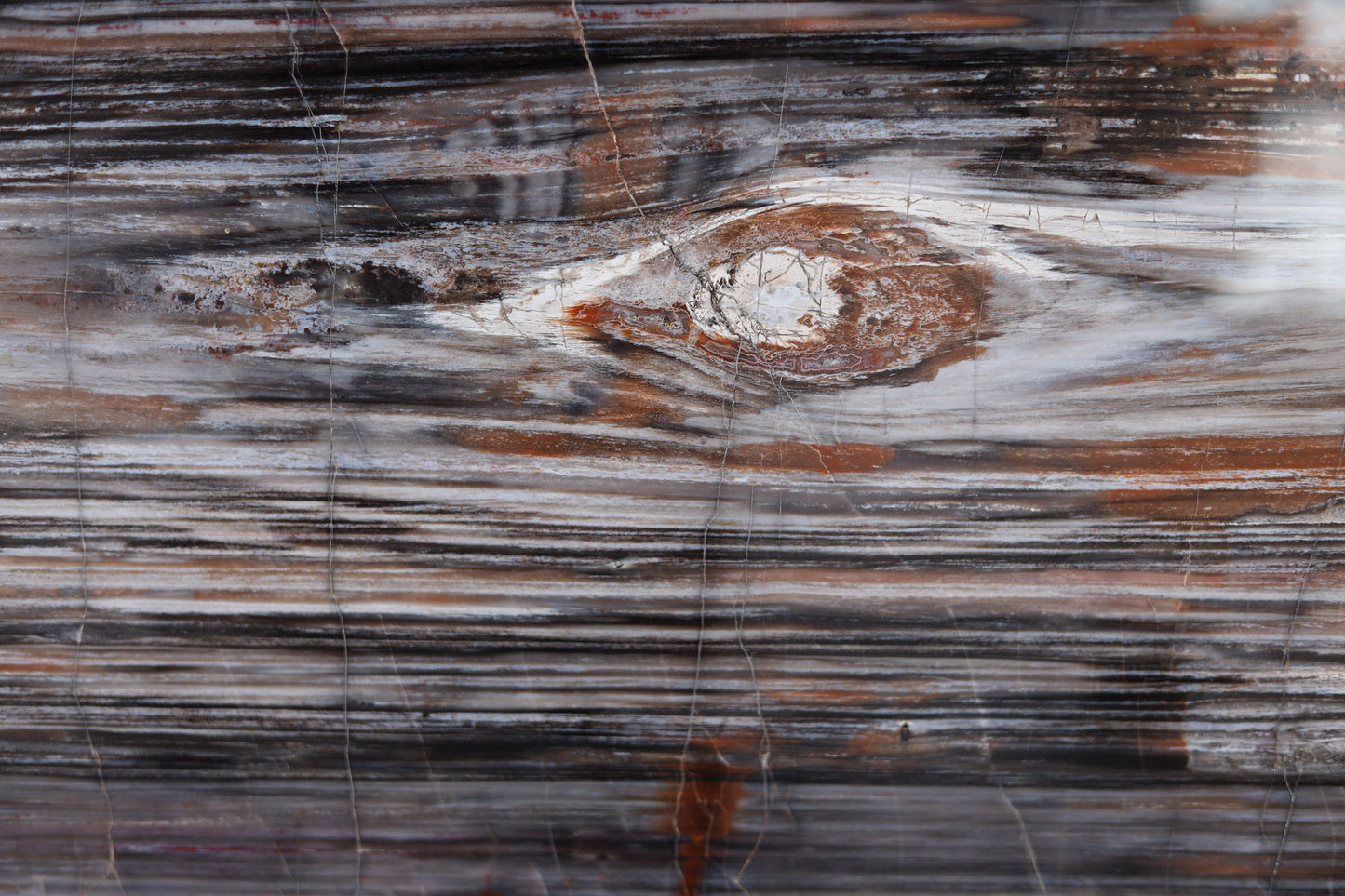 Petrified wood slice lengthwise | Arizona, USA