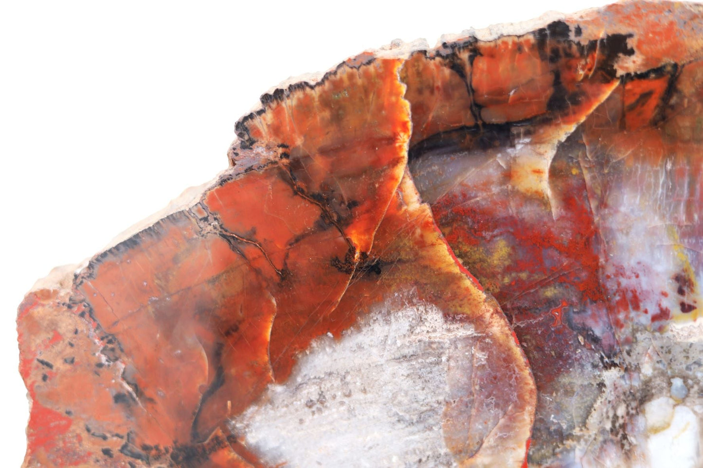 Petrified Wood Slice | Arizona, United States 