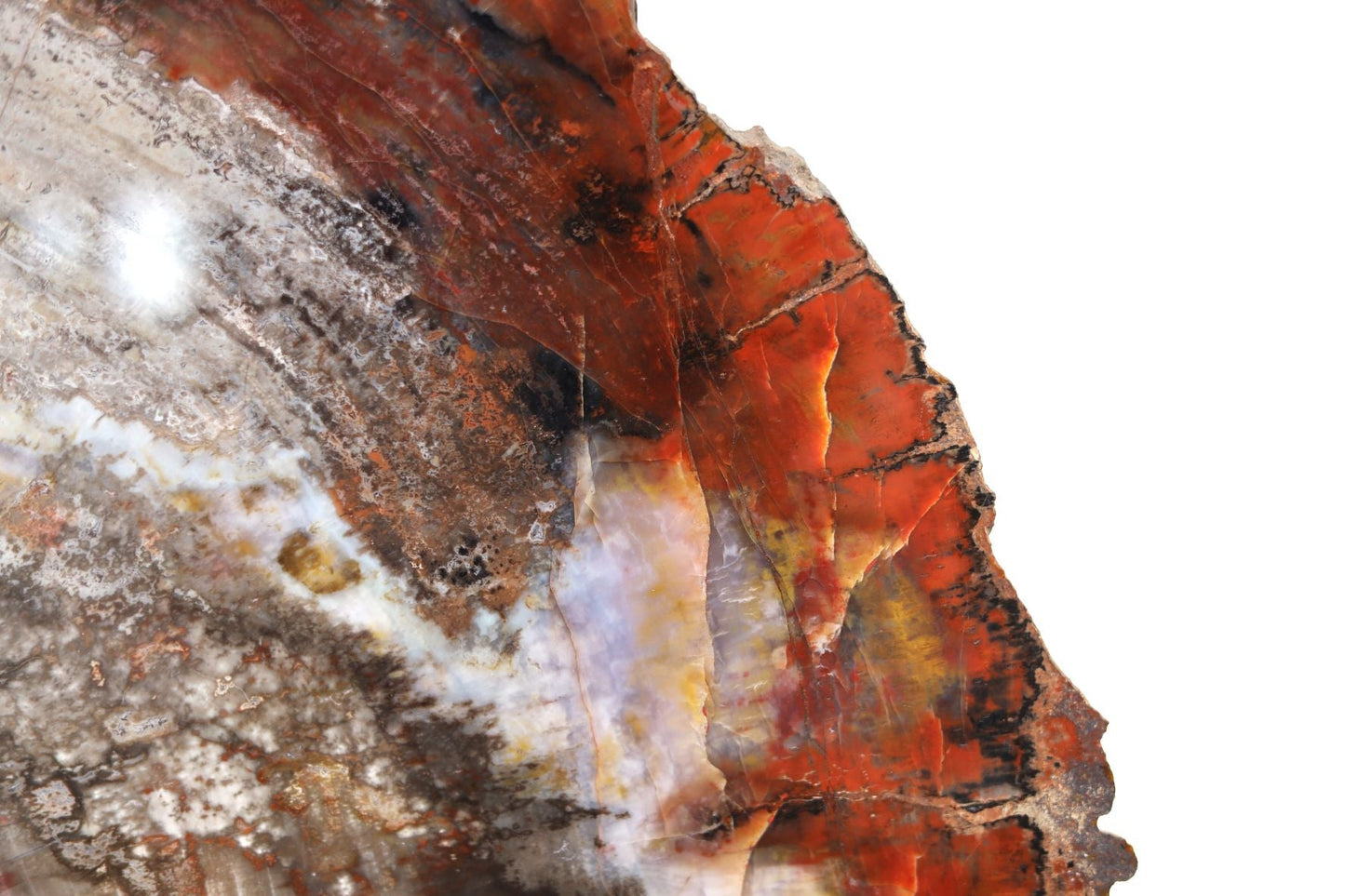 Petrified Wood Slice | Arizona, United States 