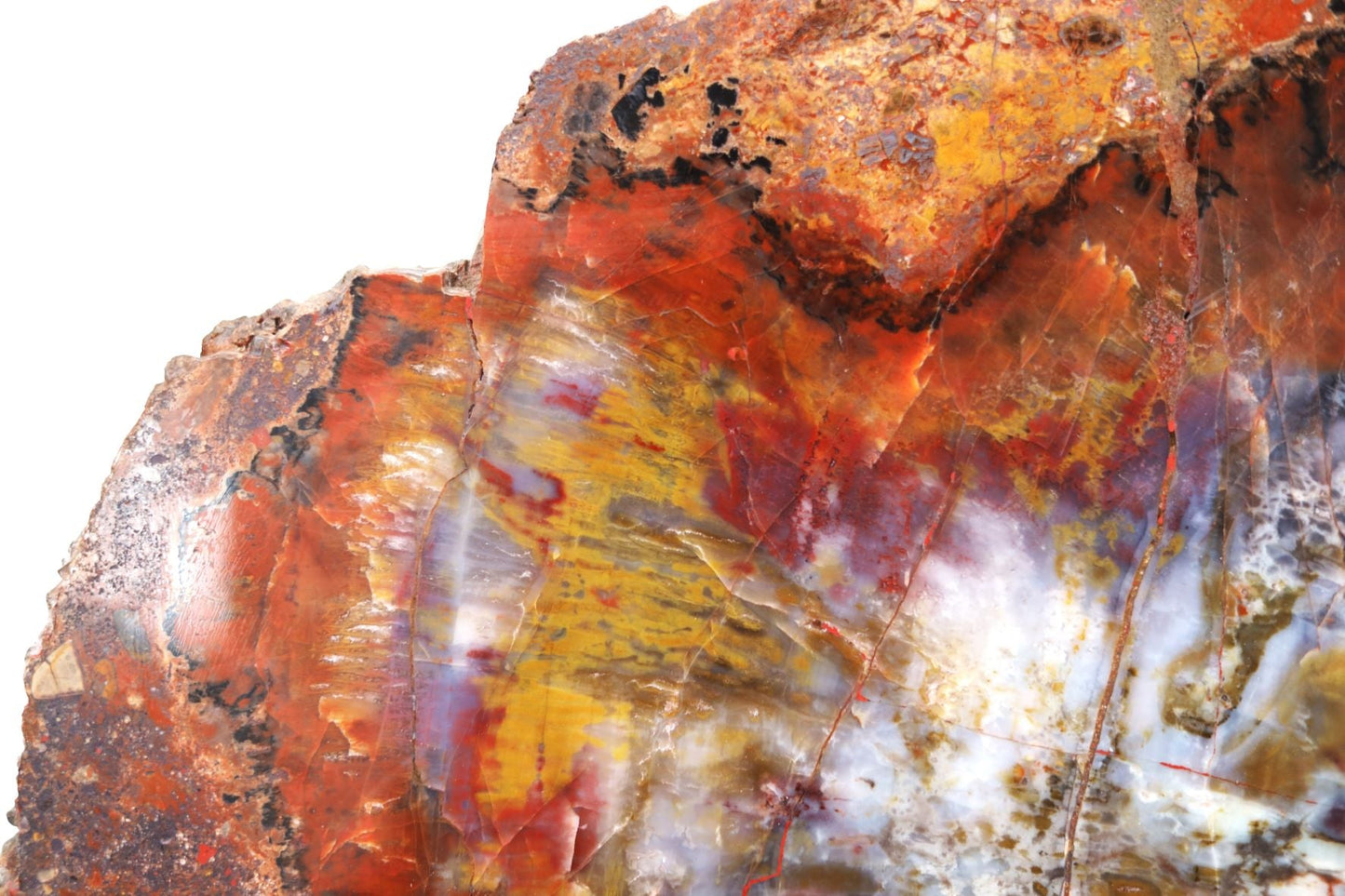 Petrified Wood Slice | Arizona, United States 