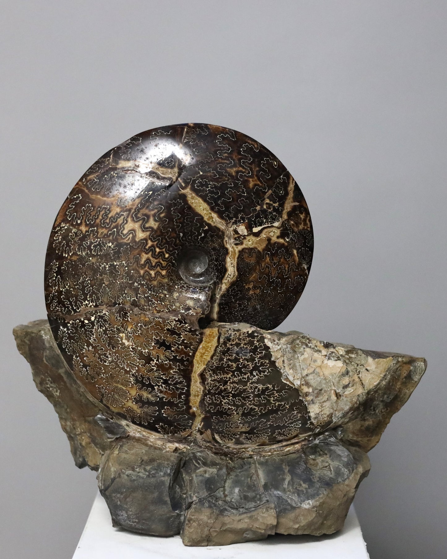 Ammonites | South Dakota, USA