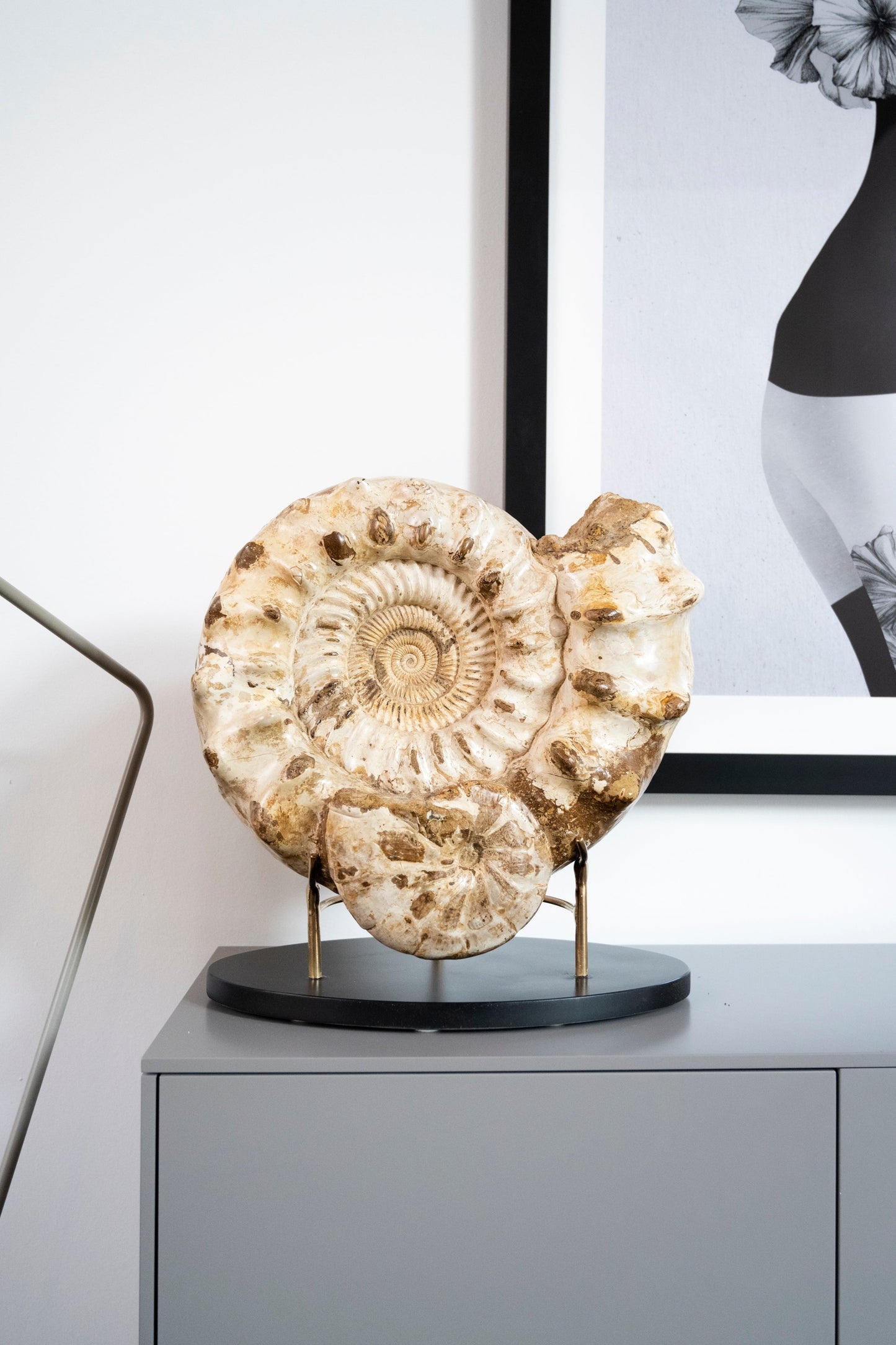 Ammonite double | Madagascar