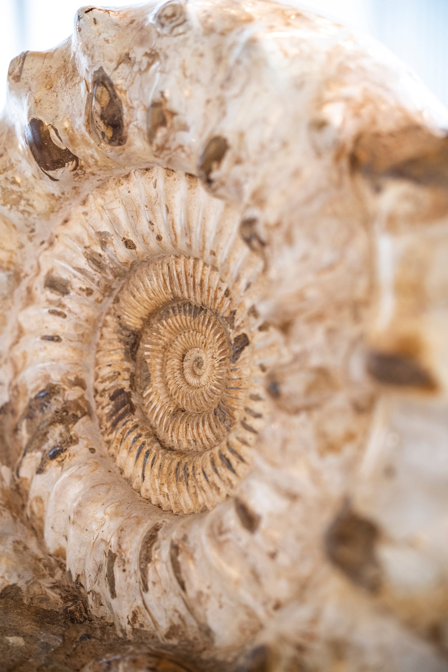 Ammonite double | Madagascar