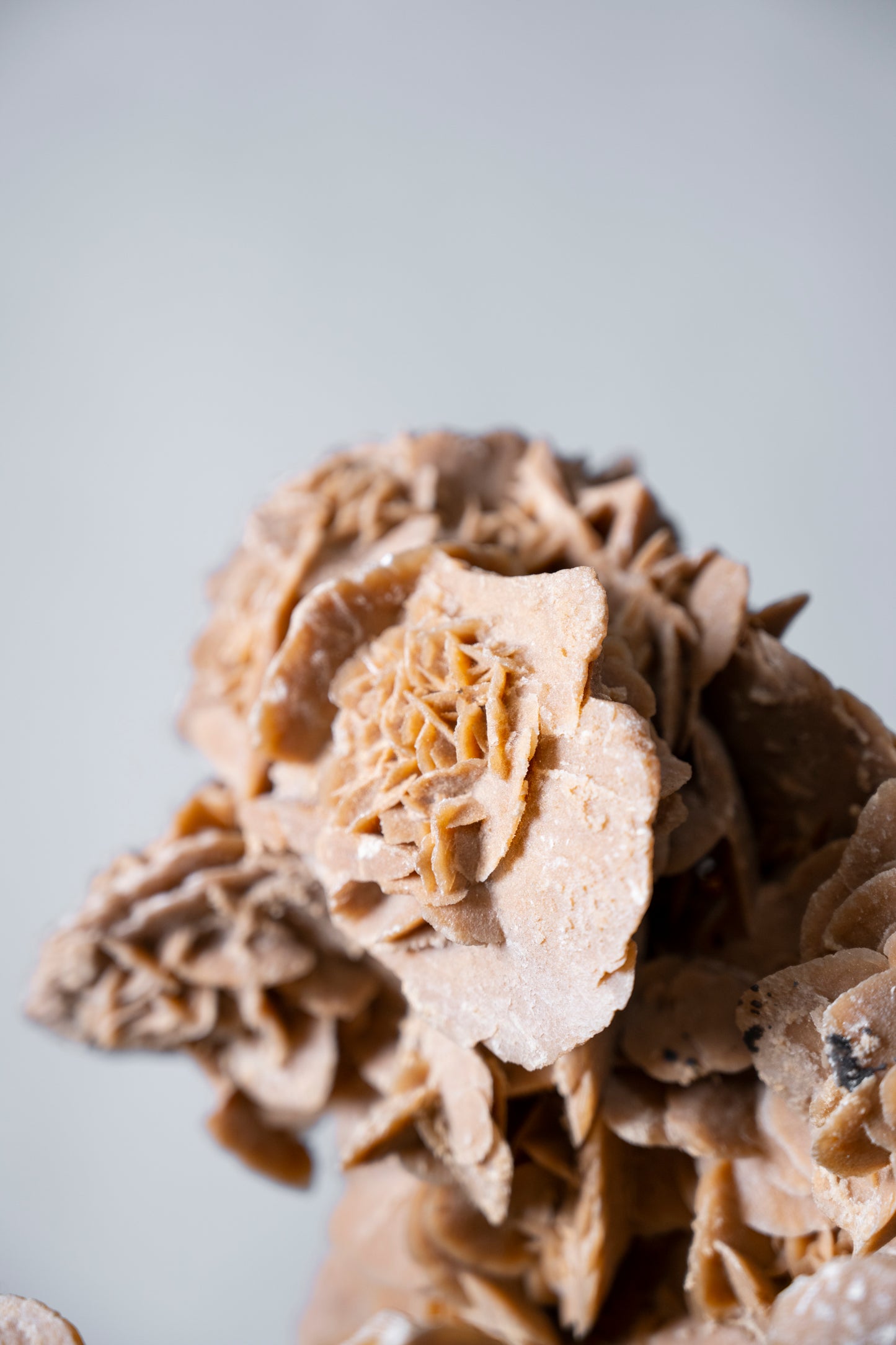 Desert Rose Selenite Crystal | Tunisia