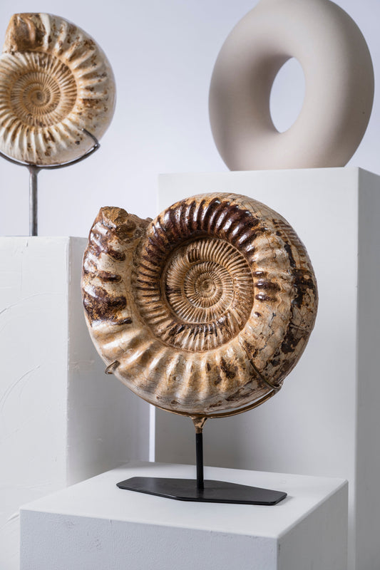 Ammonite | Madagascar