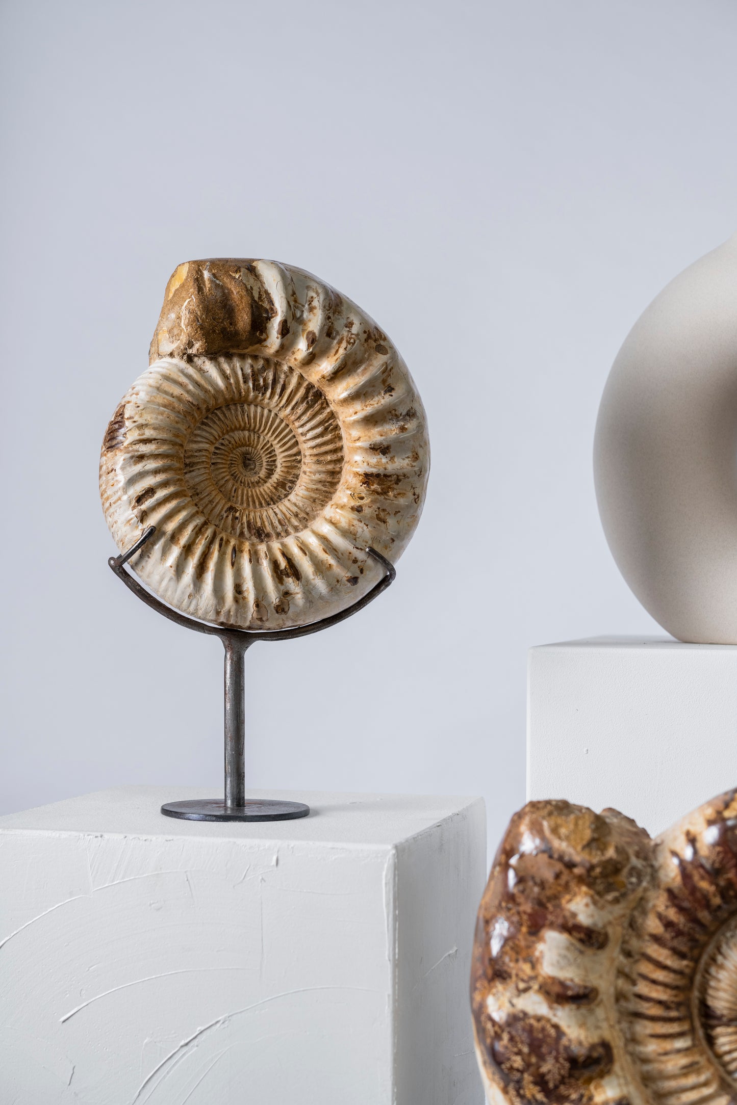 Ammonite | Madagascar