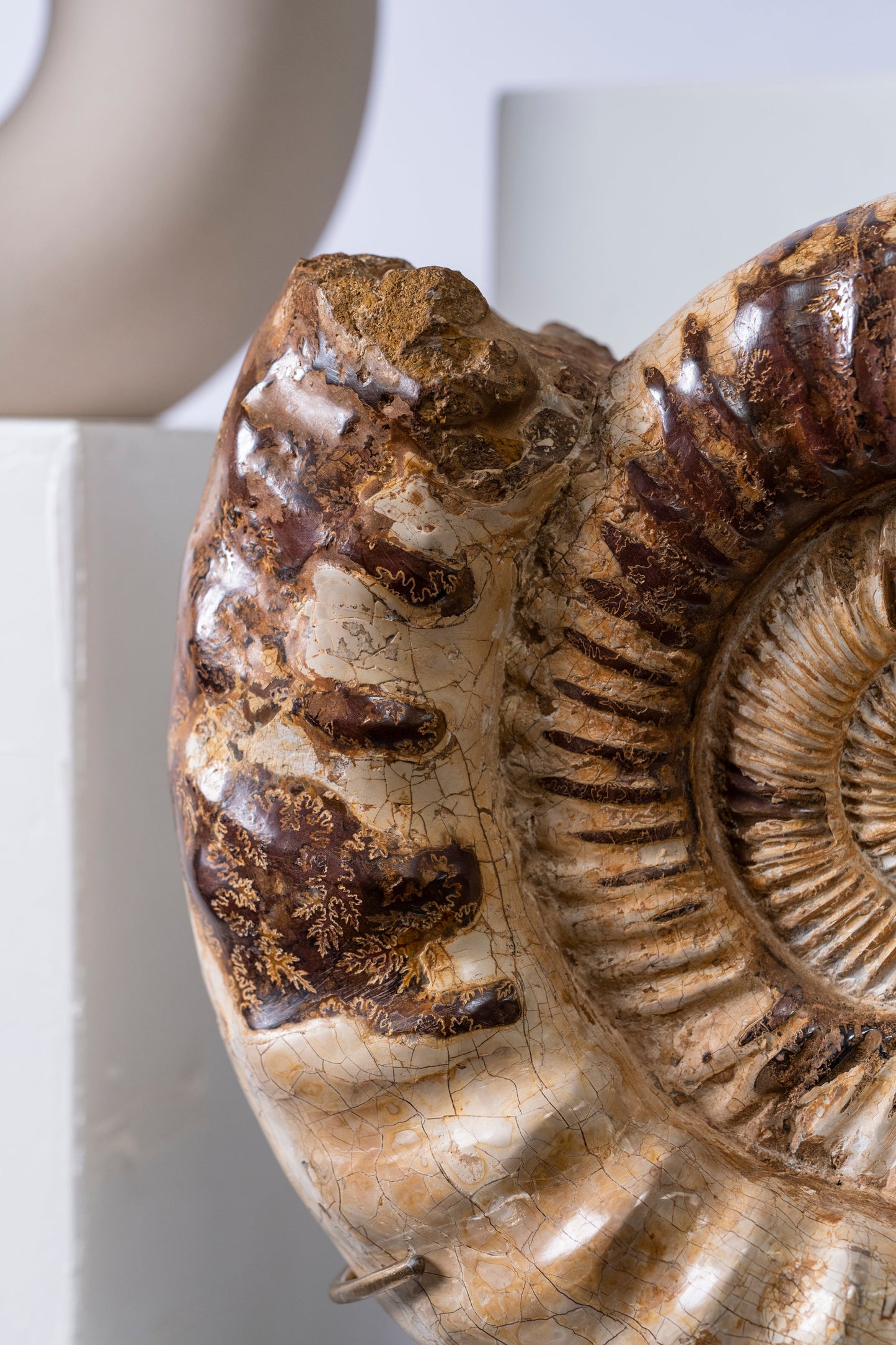 Ammonite | Madagascar