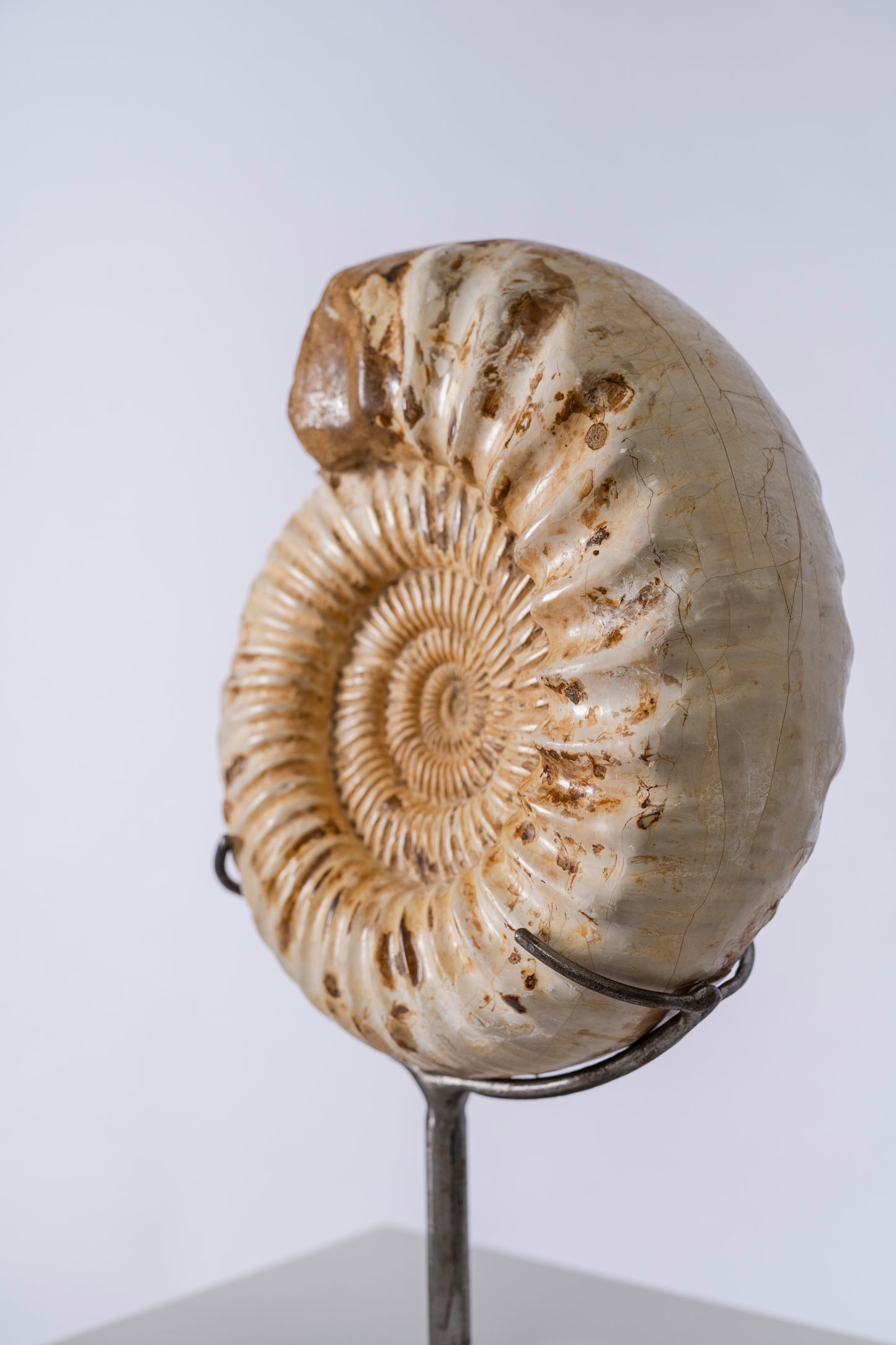 Ammonite | Madagascar