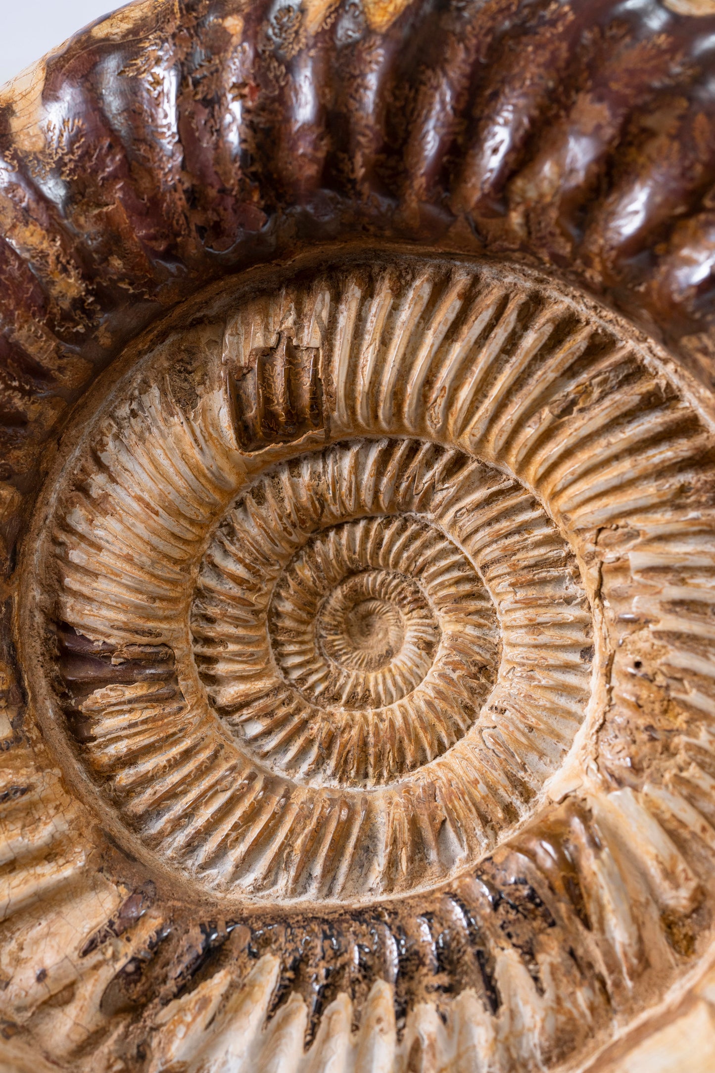 Ammonite | Madagascar