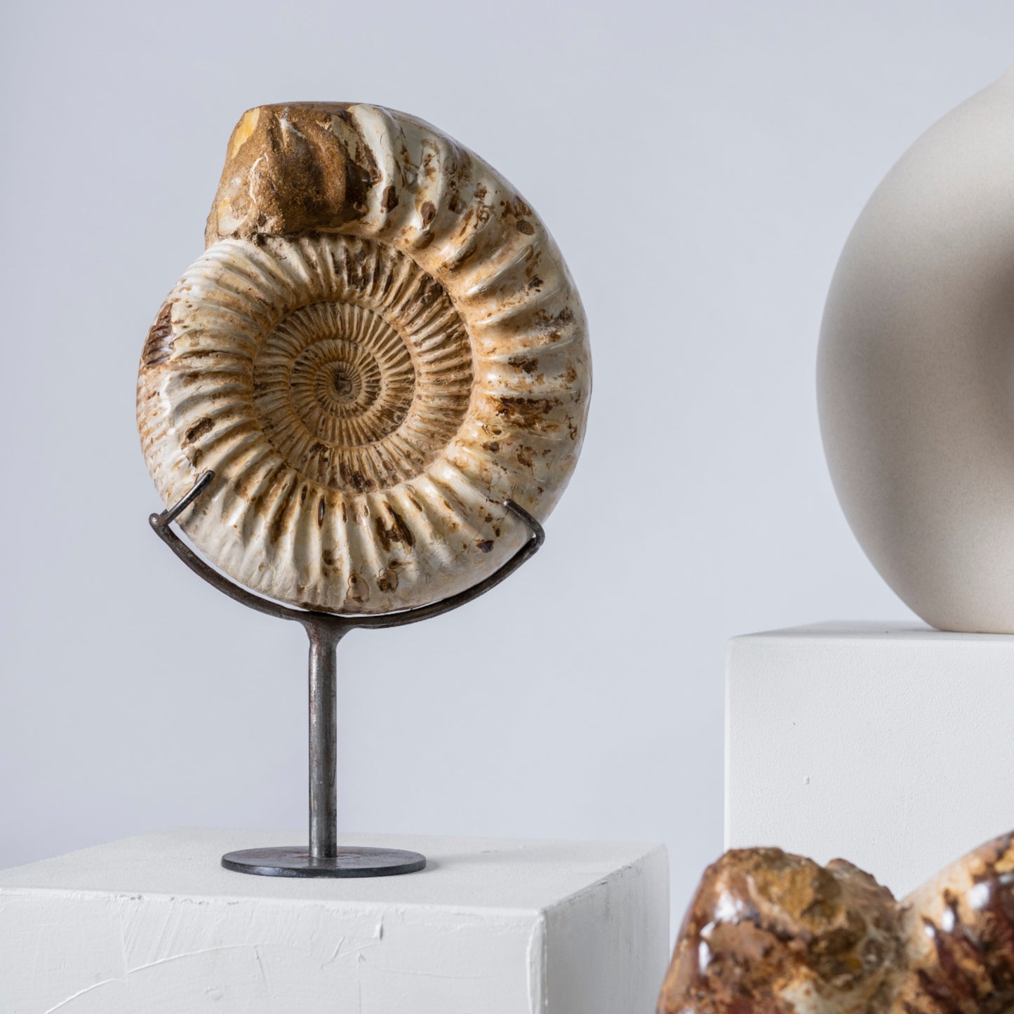 Ammonite | Madagascar