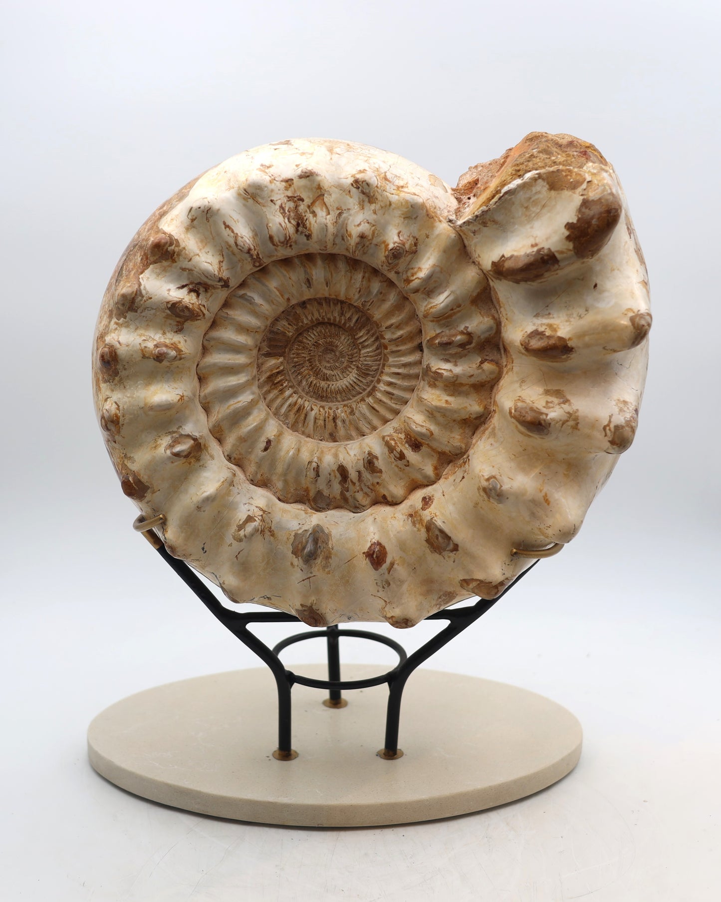 Ammonite | Madagascar