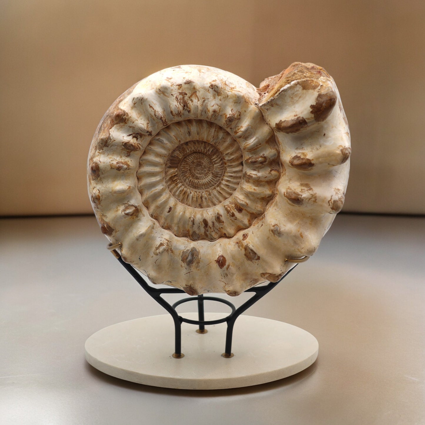 Ammonite | Madagascar