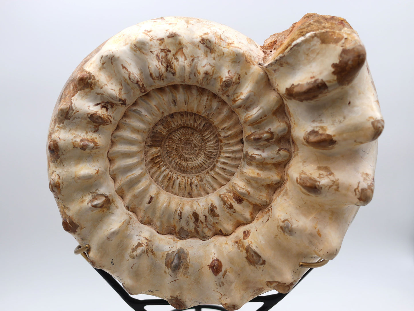 Ammonite | Madagascar