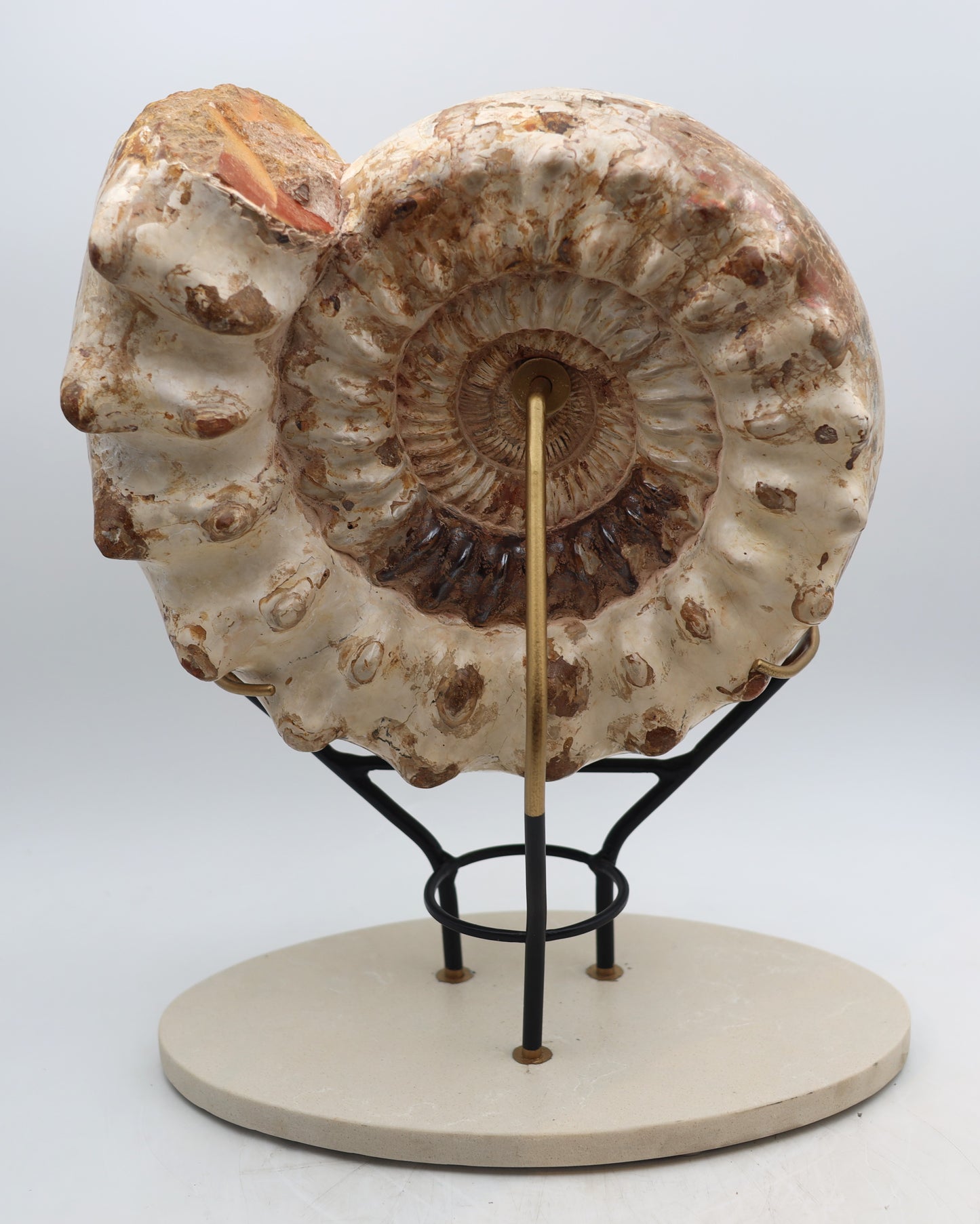 Ammonite | Madagascar