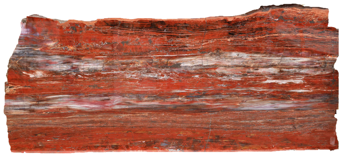 PRICE ON REQUEST | Petrified Wood Longitudinal Araucarioxylon arizonicum | Arizona, USA