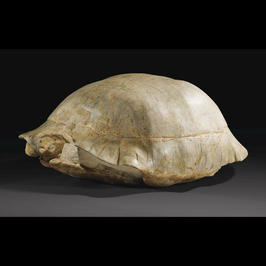 Fossil turtle | Testudo sp. | USA