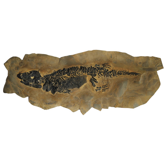 Fossil amphibian | Sclerocephalus haeuseri | Odernhein, Palatinate, Germany