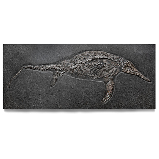 Ichthyosaur Stenopterygius | Holzmaden, Germany