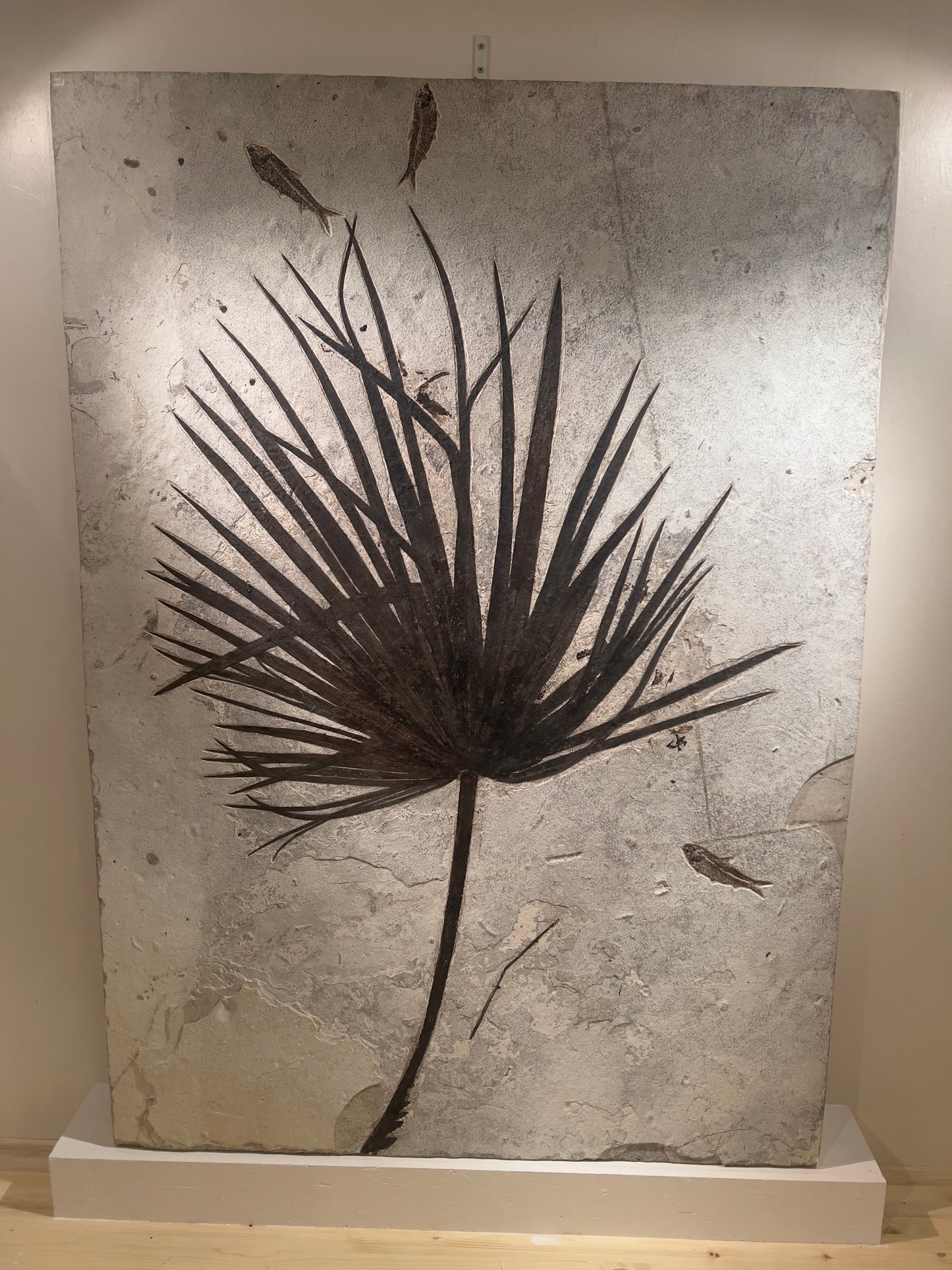 Fossilized palm leaf surrounded by fish fossils | Green River, Wyoming, USA