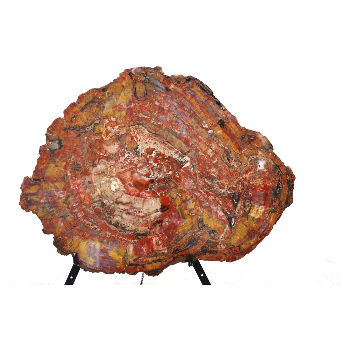 Petrified Wood Slice | Arizona, United States 