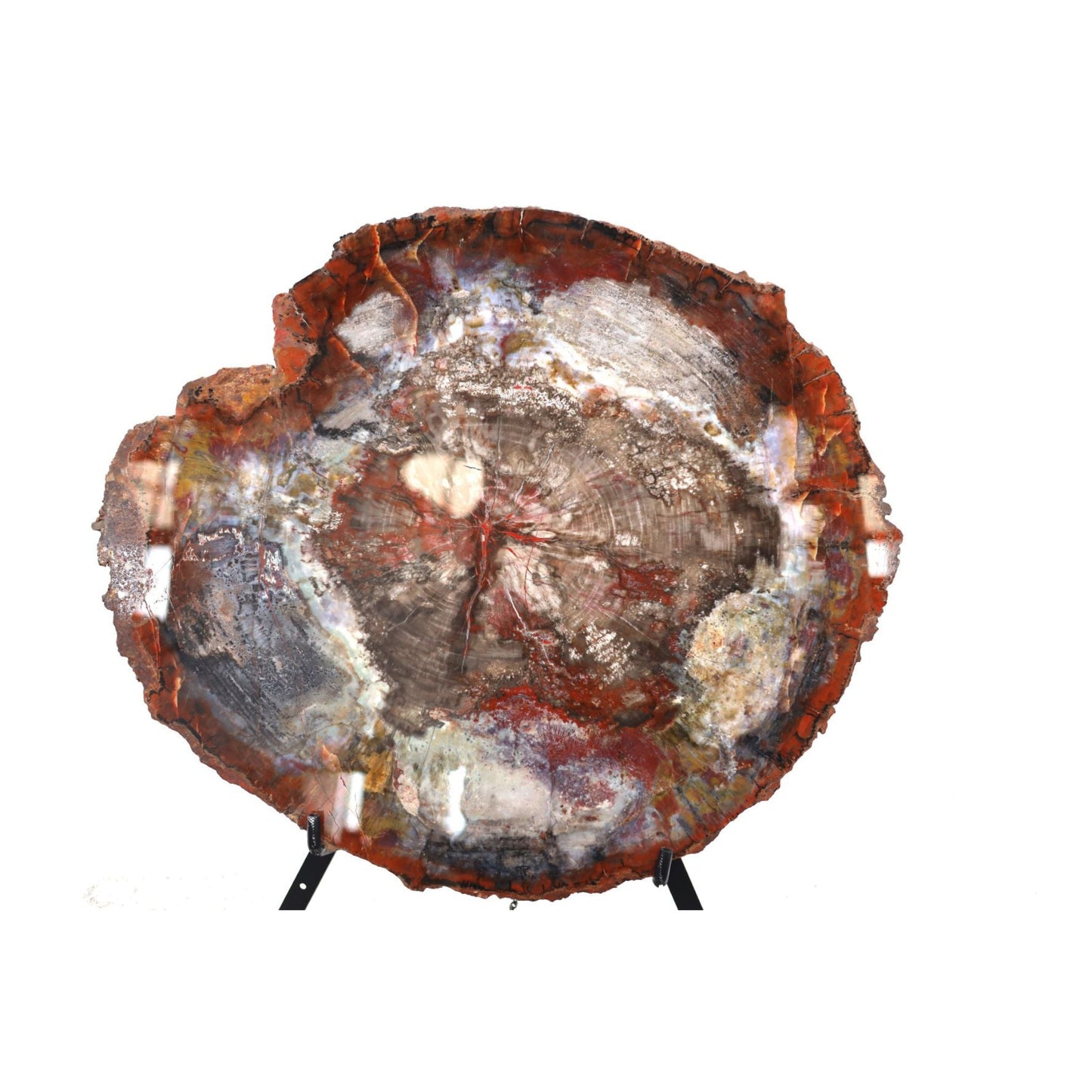 Petrified Wood Slice | Arizona, United States 