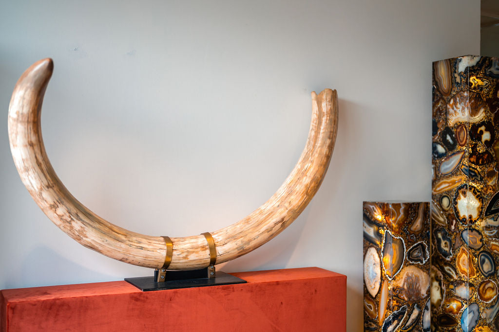 Woolly mammoth tusk | Russia