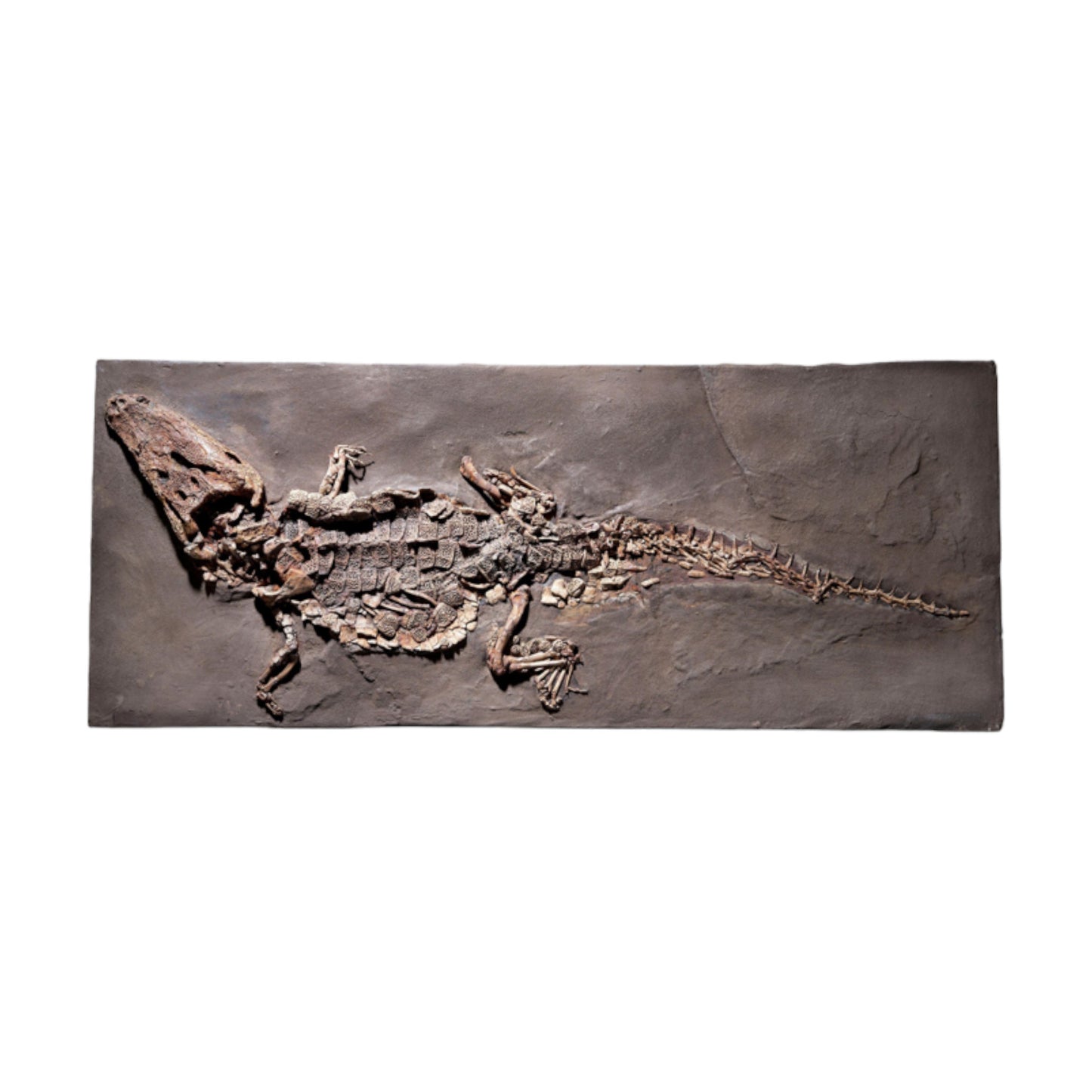 PRIX SUR DEMANDE | Crocodile Dyplocynodon darwini | Messel, Allemagne