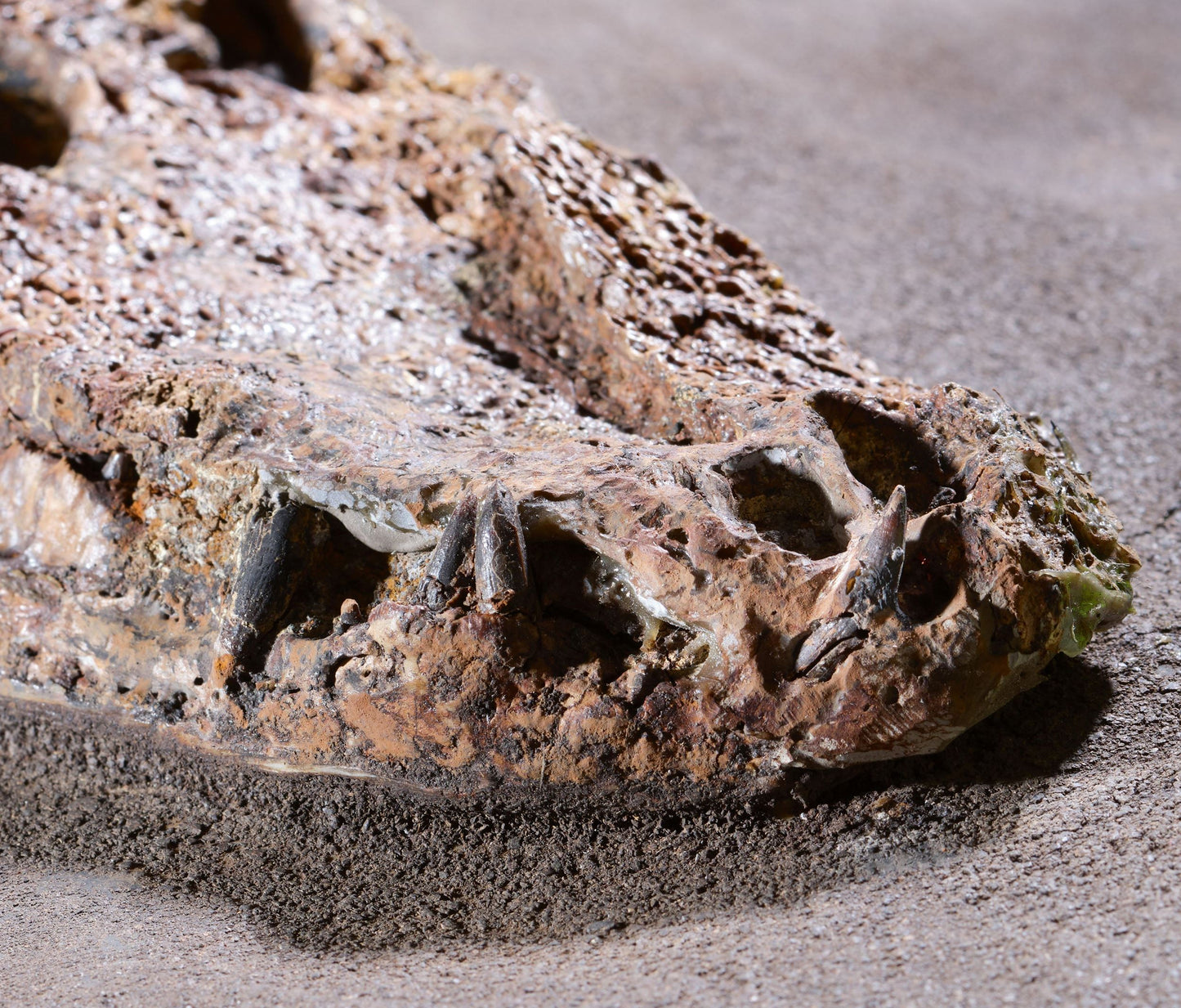 PRIX SUR DEMANDE | Crocodile Dyplocynodon darwini | Messel, Allemagne