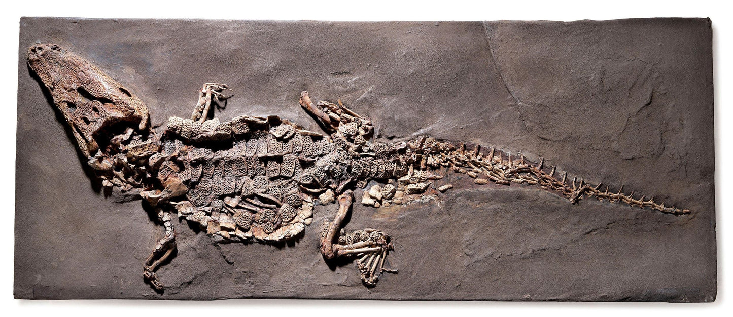 PRIX SUR DEMANDE | Crocodile Dyplocynodon darwini | Messel, Allemagne