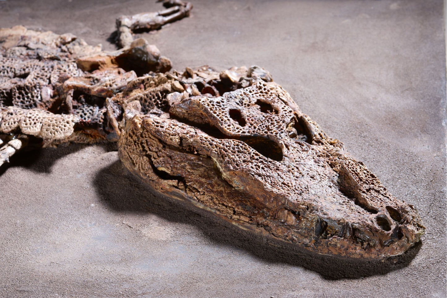 PRIX SUR DEMANDE | Crocodile Dyplocynodon darwini | Messel, Allemagne