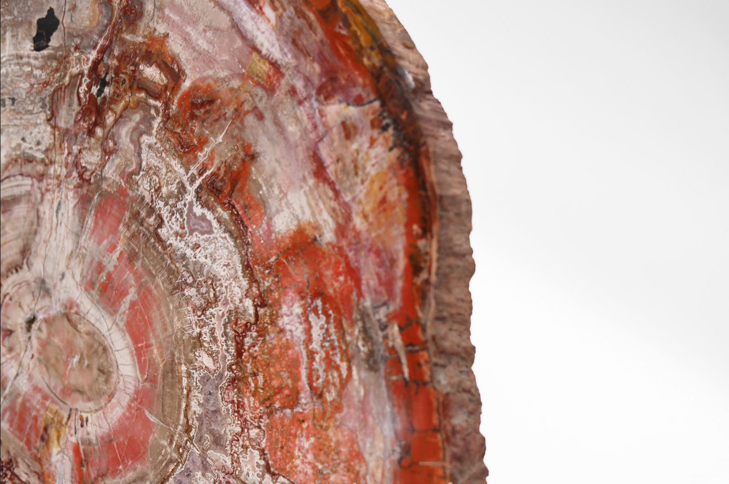 Petrified Wood Slice | Arizona, United States 