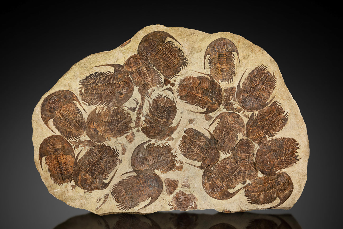 Grand groupe de trilobites | Maroc