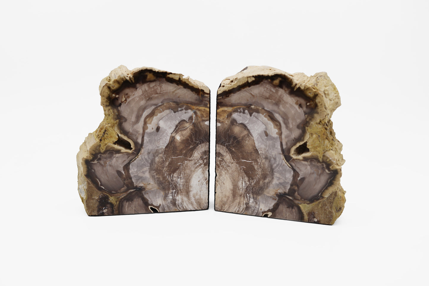 Petrified wood pair | Washington, USA